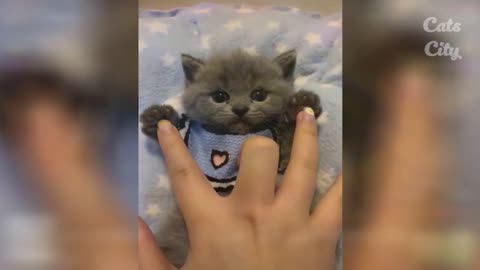 Aww So Cute Cats ♥ Best Funny Cat Videos 2021 #3