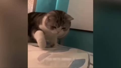 Animals Funny video
