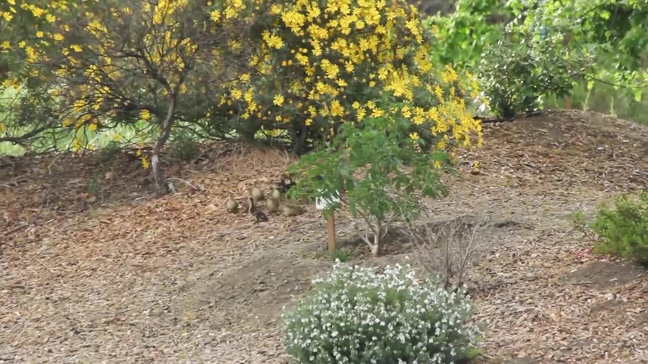 Hawk Vs Duckling!