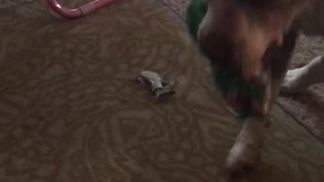 Dog opening present