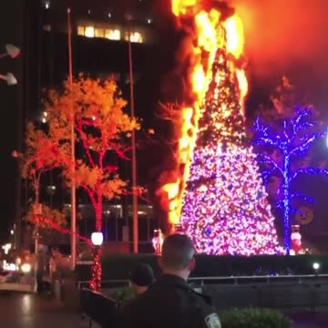 FOX NEWS TREE ROASTED ON A OPEN FIRE