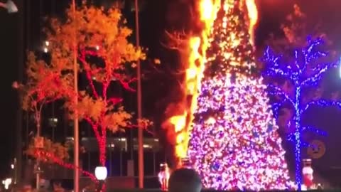 FOX NEWS TREE ROASTED ON A OPEN FIRE