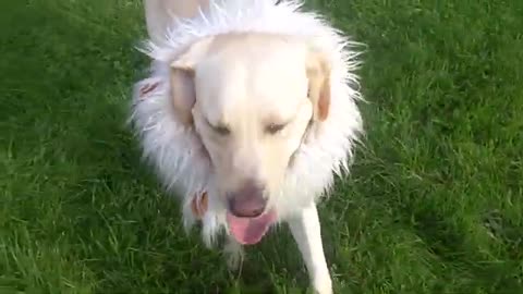 Dog training is most full intesting video viral rumble video bahut bhadiya