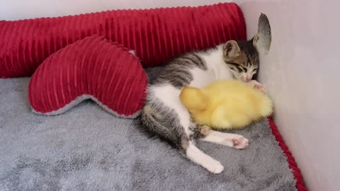 Kitten and little duck The cutest couple you've ever seen.Very cute