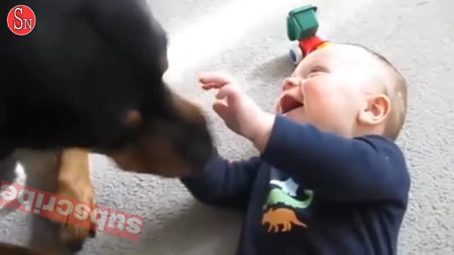 Funny Babies Laughing Hysterically at Dogs Compilation