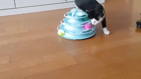 How cute cat play with new toys.