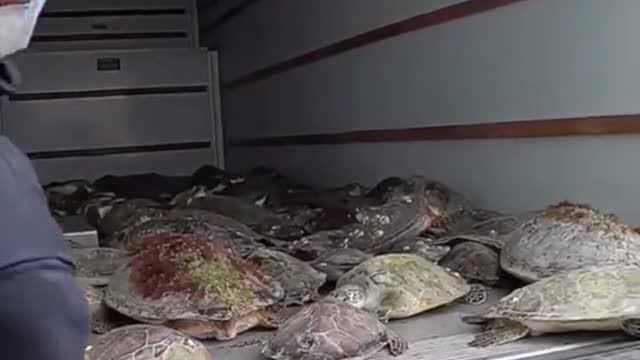 Sea turtles in Texas are in trouble.