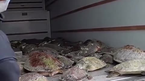 Sea turtles in Texas are in trouble.