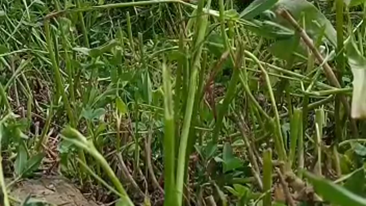 Grass Cutting || گھاس #cattlesfarming