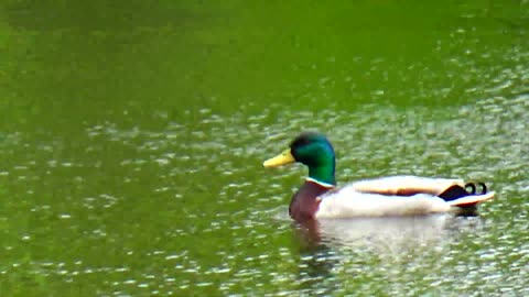 Mallard Duck