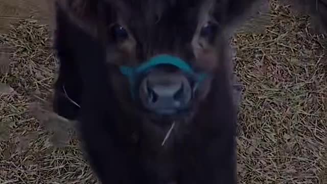 not even the same animals