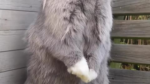 FUZZY RABBIT