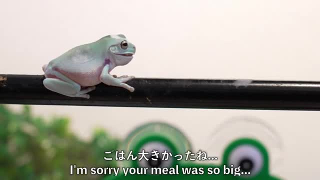 このイエアメガエルは指から餌をたべますか？ whites tree frog cute frog video