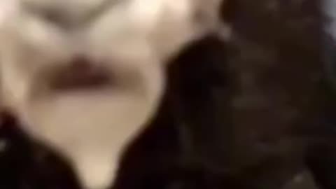 cat & dog the funniest