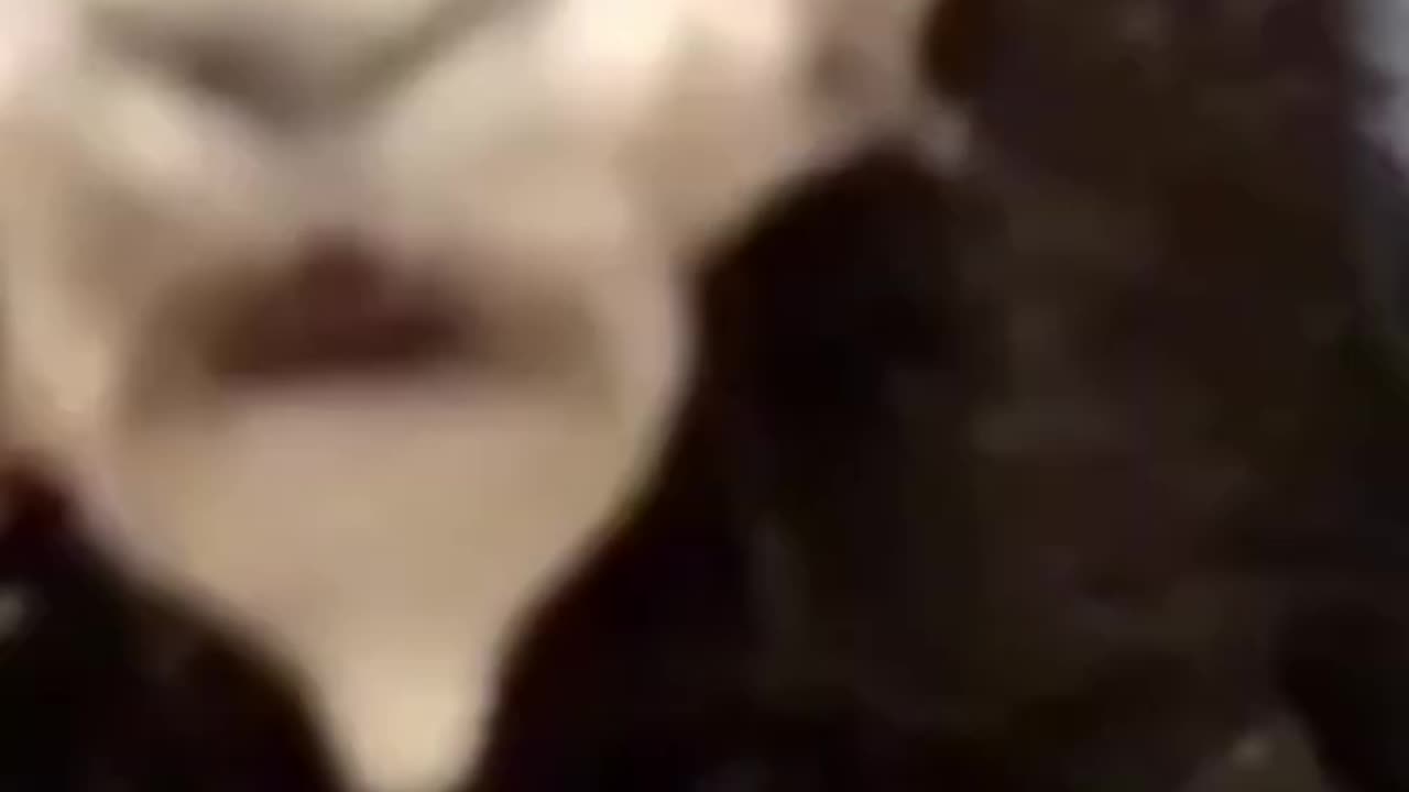 cat & dog the funniest