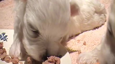 CUTE PUPPIES!!!!!