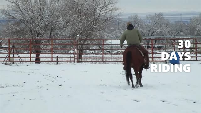 Hickory Magic Badger, 2019 gelding