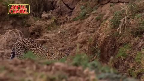 Most Amazing Big Cats Hunting Attack Compilation Cheetah Lions Jaguar Leopard