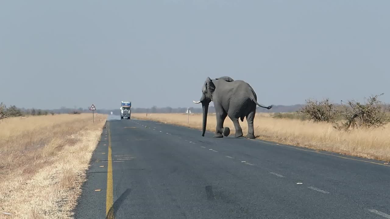 Wild elephant crossing the road stopping the car