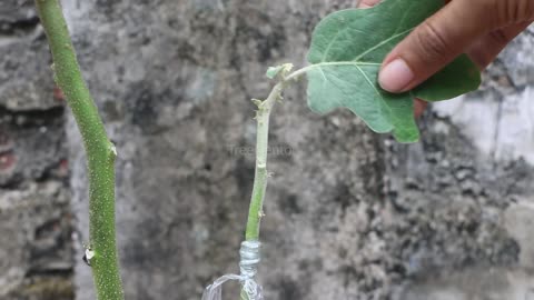 Eggplant Grafting Pea Eggplant