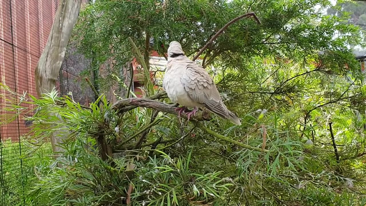 Grey diamond dove video for content creator, No copyright, under creative commons