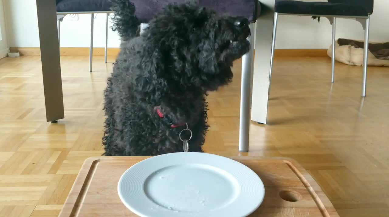 Cute dog eats banana