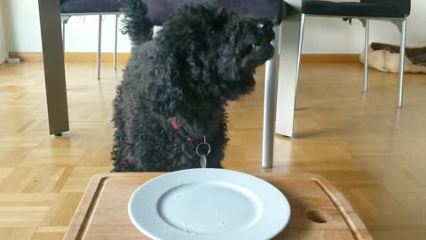 Cute dog eats banana