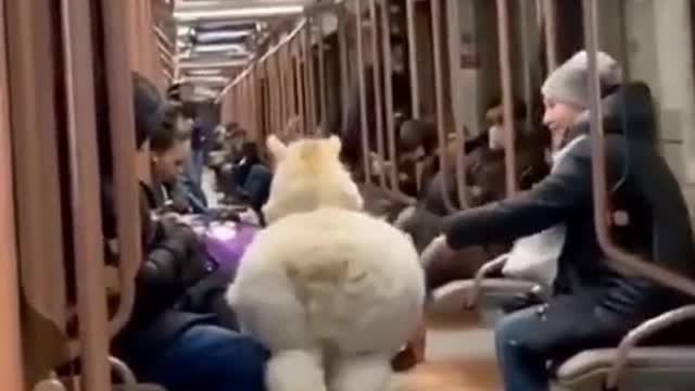 You definitely don't expect to meet such a passenger in the subway