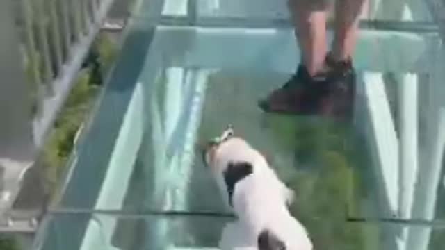 Dog in danger😂😂