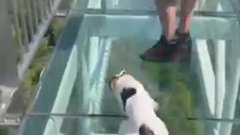 Dog in danger😂😂