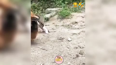 Funny Animal Videos