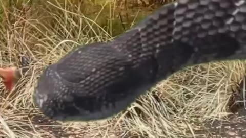 Snake attack in real life 🦖🦕 || #viral #wow