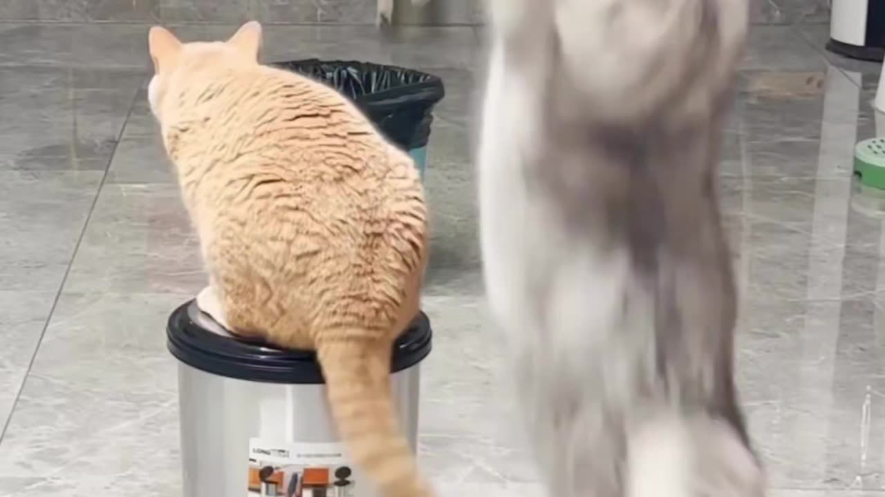 Games for cats... See how they playππββ¬