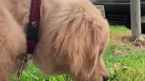 😂 Full video Funny dog 😂