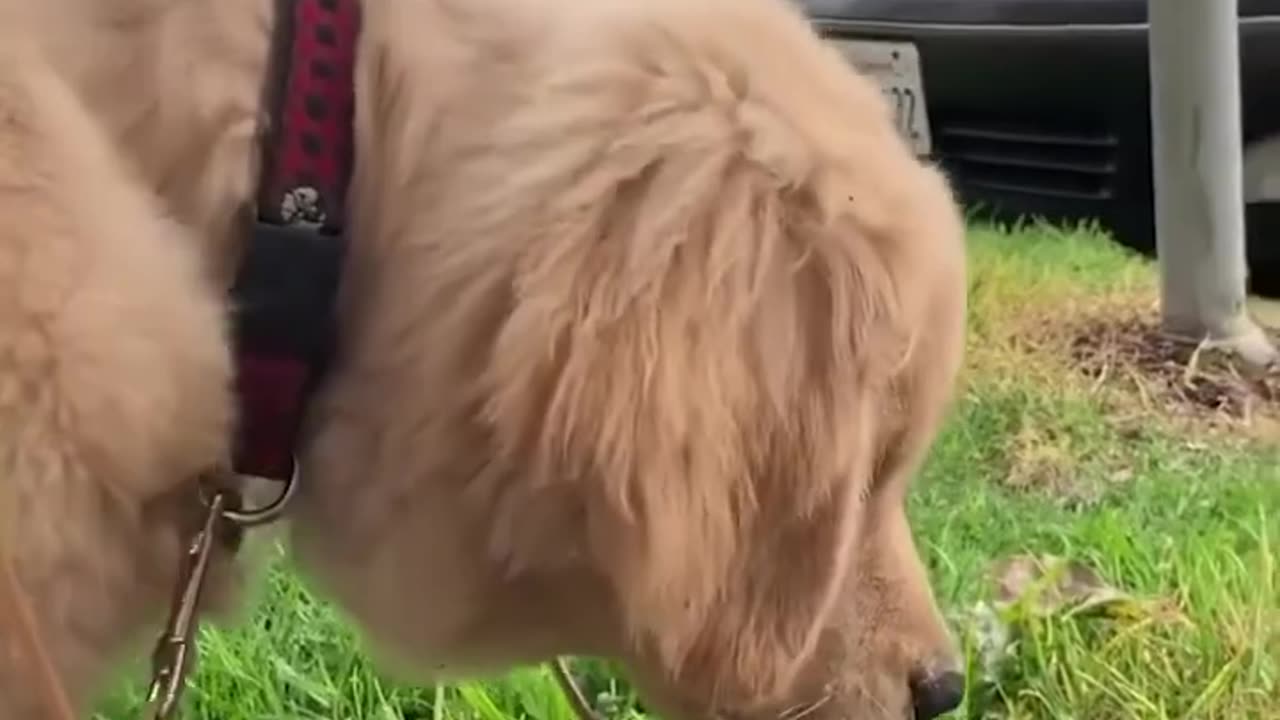 😂 Full video Funny dog 😂