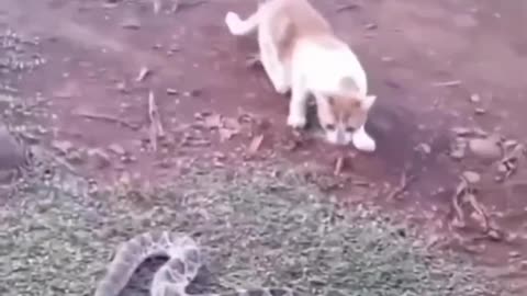 Funny anime videos