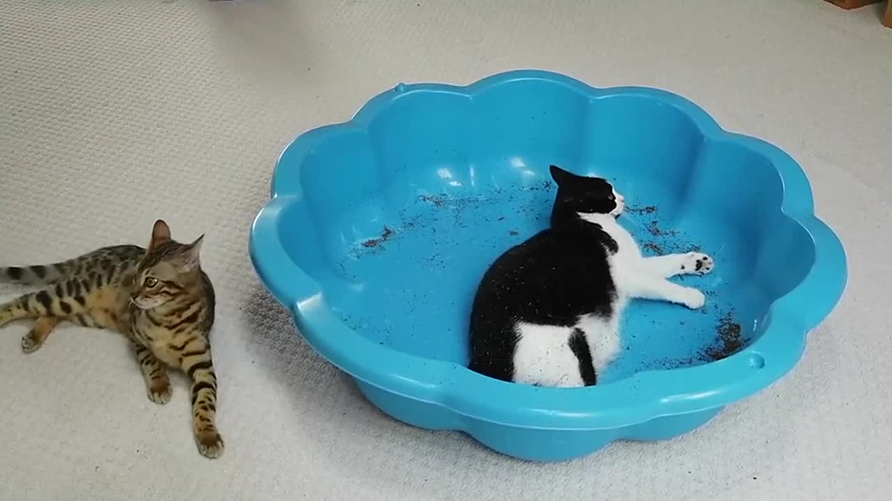 Bengal Kittens Try CatNip For The First Time