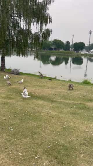 Geese seagulls and ducks in beach of lake