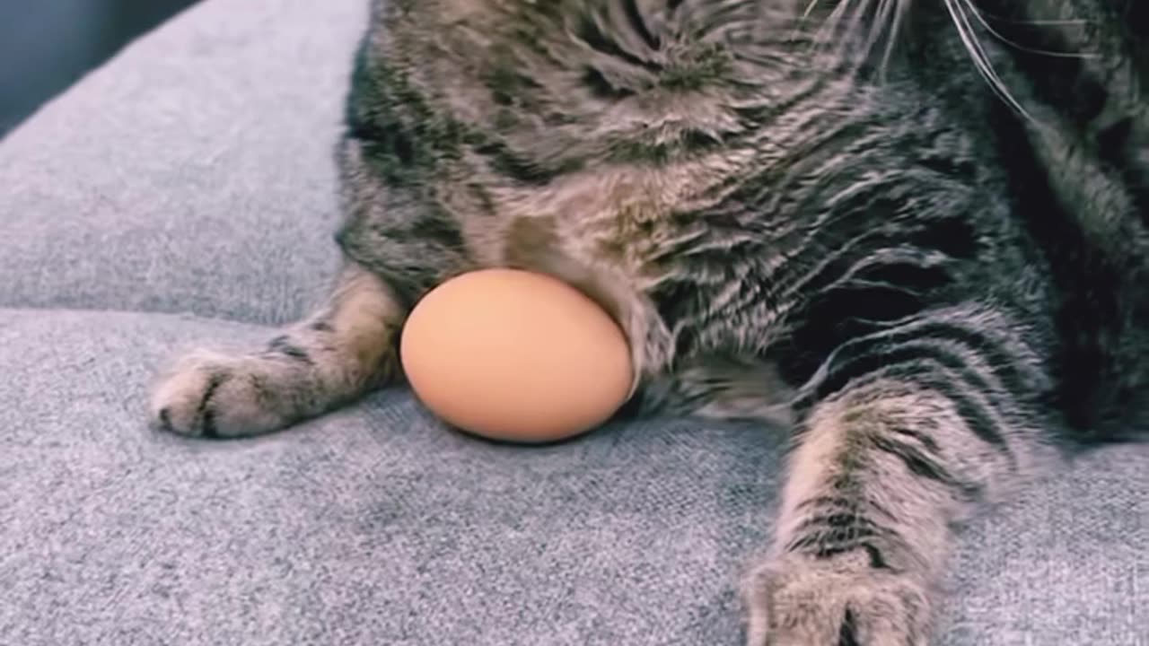 Cat and egg