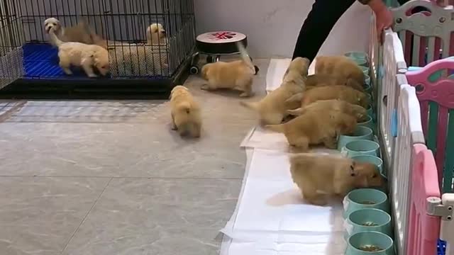 The last puppy was not actively eating🤣 Guess how many golden retrievers there _Full-HD_60fps