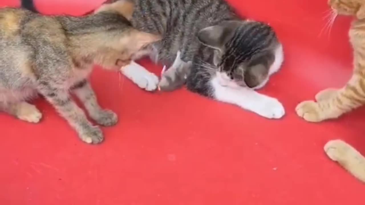 Funny animals