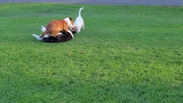 [jack Russell Terrier Ares] play with Bernese mountain doodle