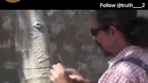 ENERGY FROM TREES???