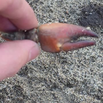 Crab pincers found by a river / hand of a dead crayfish.