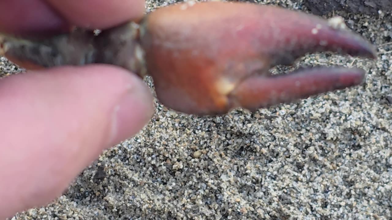 Crab pincers found by a river / hand of a dead crayfish.