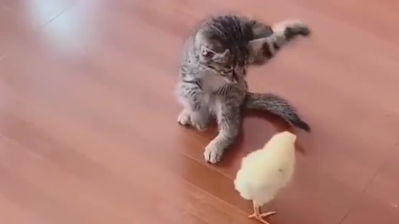 Funny Fight between the chick and kitte