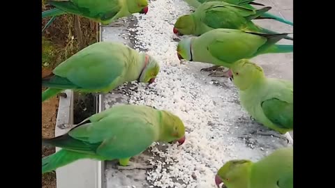 Parrot eat video