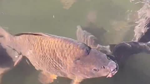 carp fish