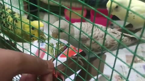 Love birds eating