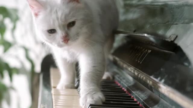 Cat playing piaono